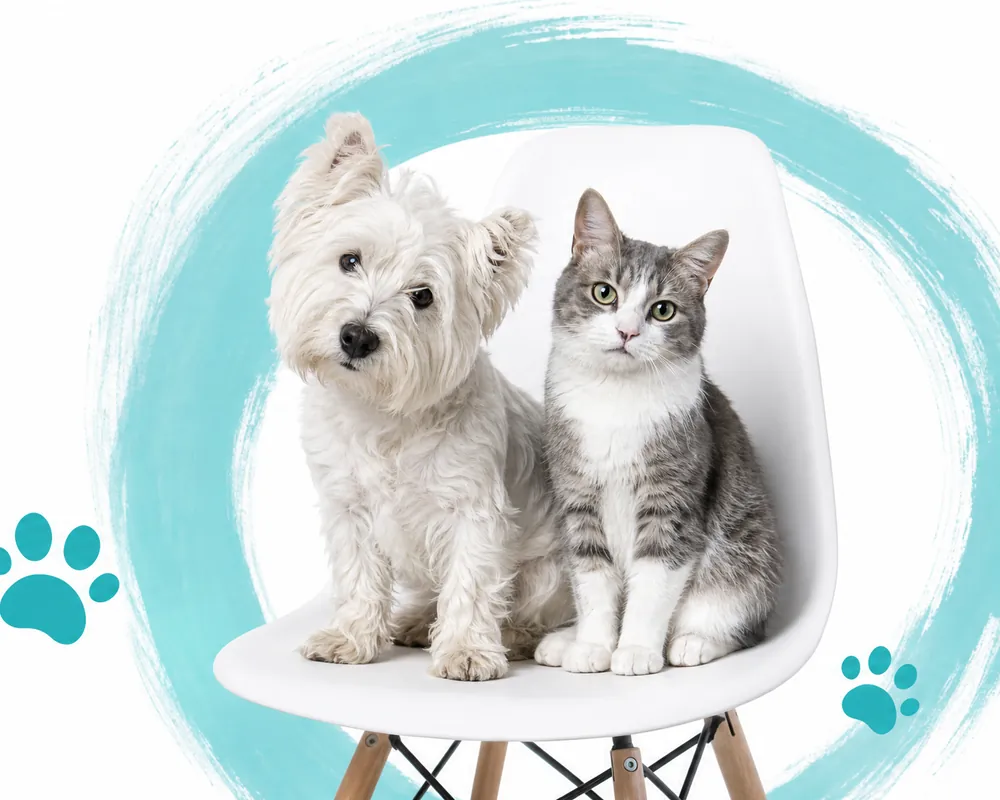 A West Highland terrier and a grey tabby cat sitting together on a white chair
